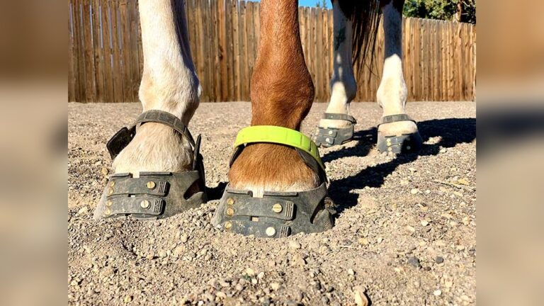 How Long are Horses Sore After Pulling Shoes