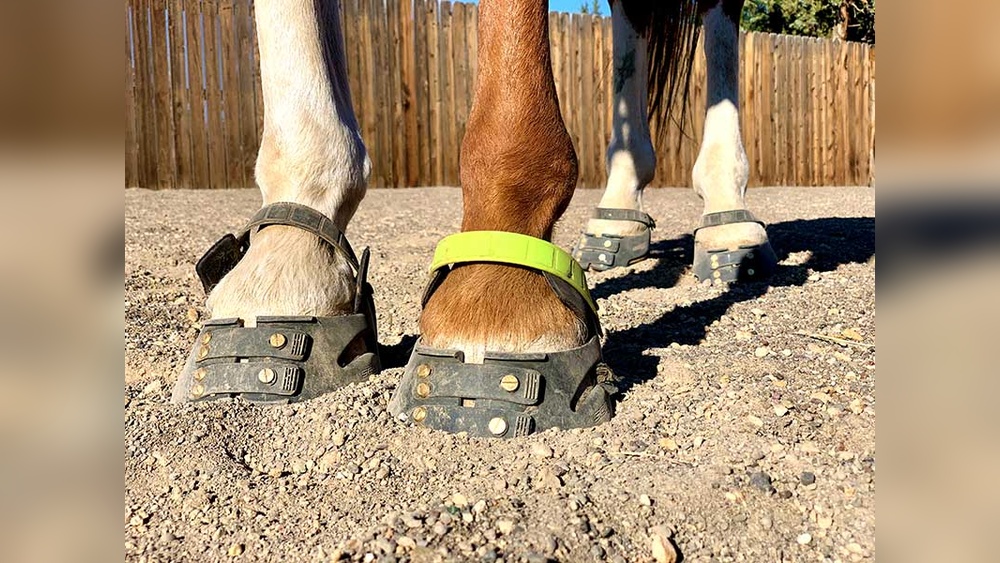 How Long are Horses Sore After Pulling Shoes