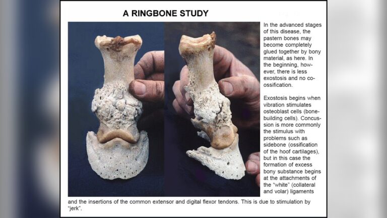 How to Shoe a Horse With Ringbone