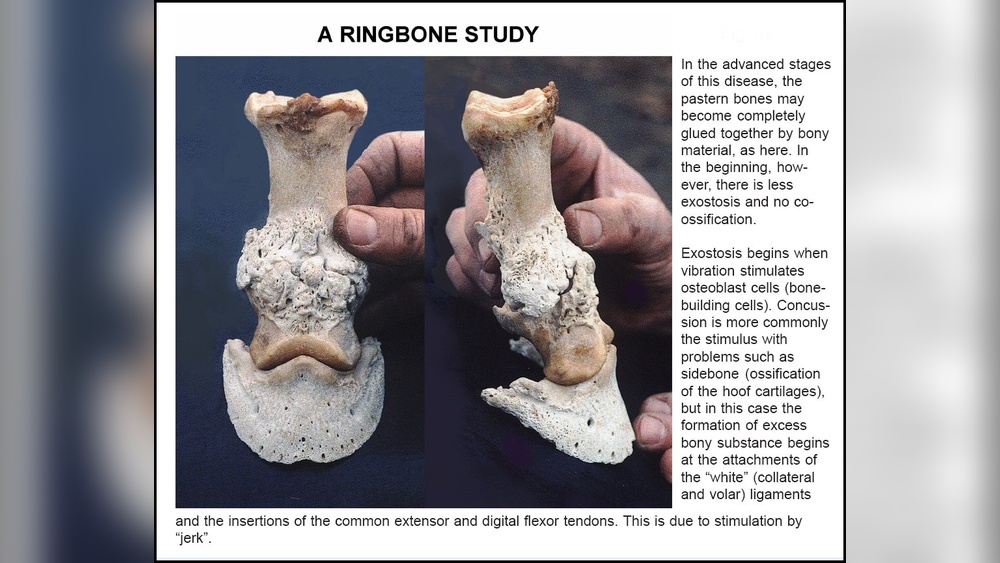 How to Shoe a Horse With Ringbone